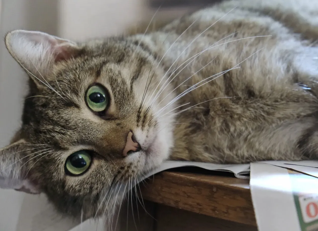 Your Cat's Brain Functions Like an Emotional Database (Image Credits: Pixabay)