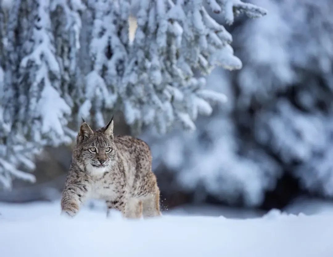 Masters of the Frozen Forest: Evolutionary Perfection Meets Modern Reality (Image Credits: Unsplash)