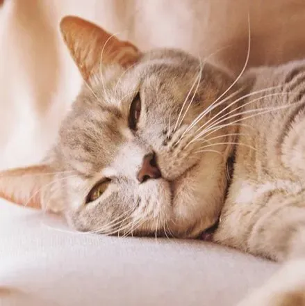 #4 - Purring May Actually Be a Built-In Healing Mechanism (Image Credits: Pexels)