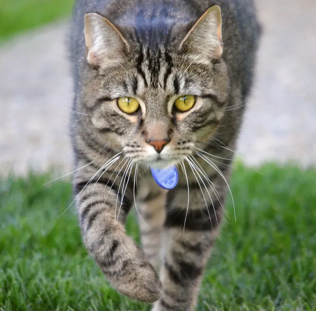 Your Cat Is Still, Essentially, a Wild Hunter Trapped in Your Living Room (Image Credits: Flickr)