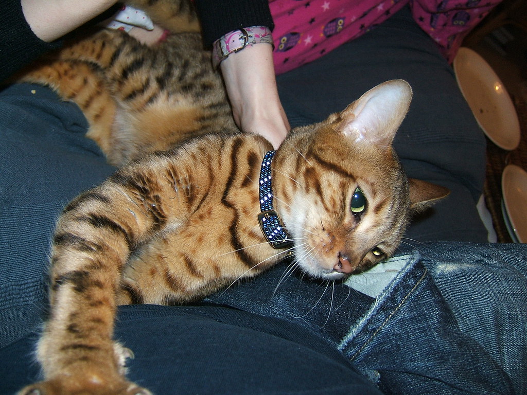 The Primary Caregiver Connection (Image Credits: Flickr)