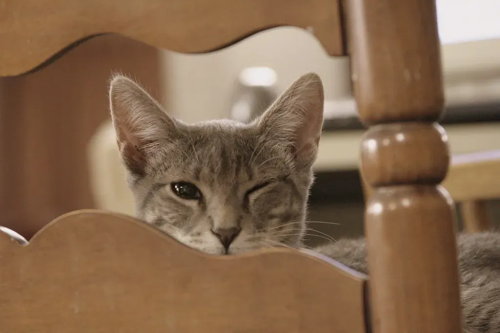 1. The Unmistakable Sound of a Can Opening (Image Credits: Flickr)