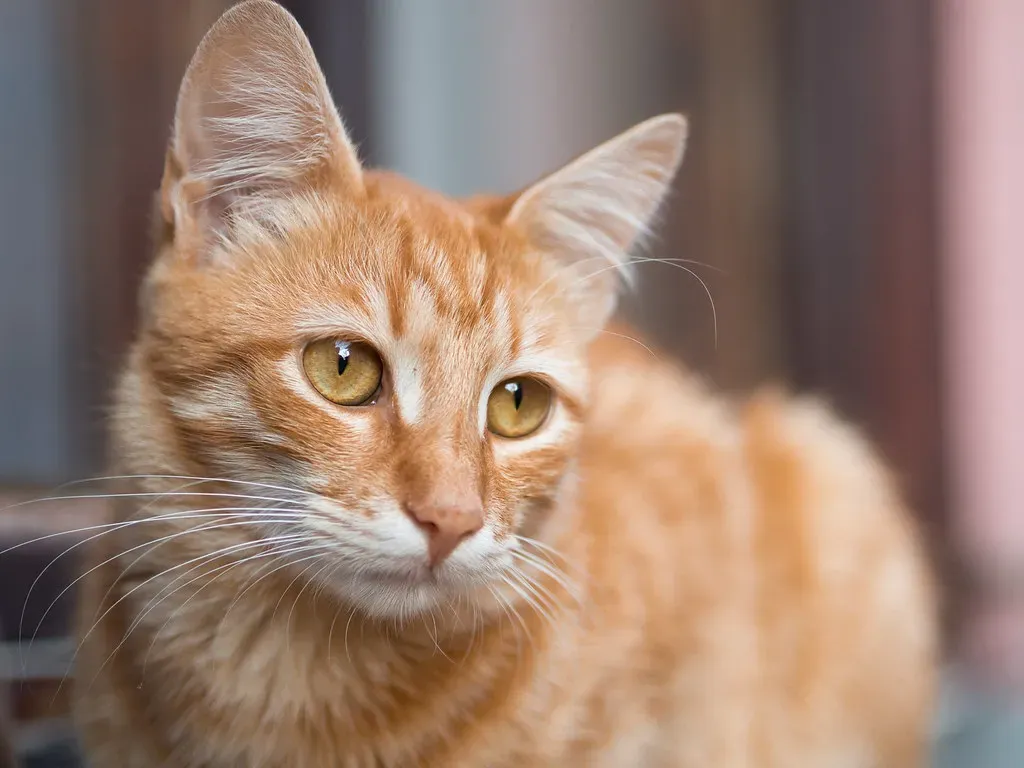 What This Means for Your Secrets (Image Credits: Flickr)