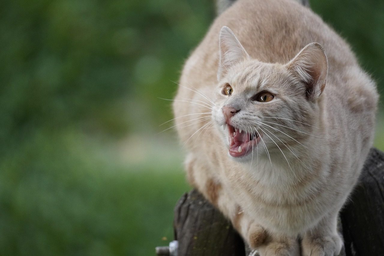 The Truth About Cat Aggression (Image Credits: Pixabay)
