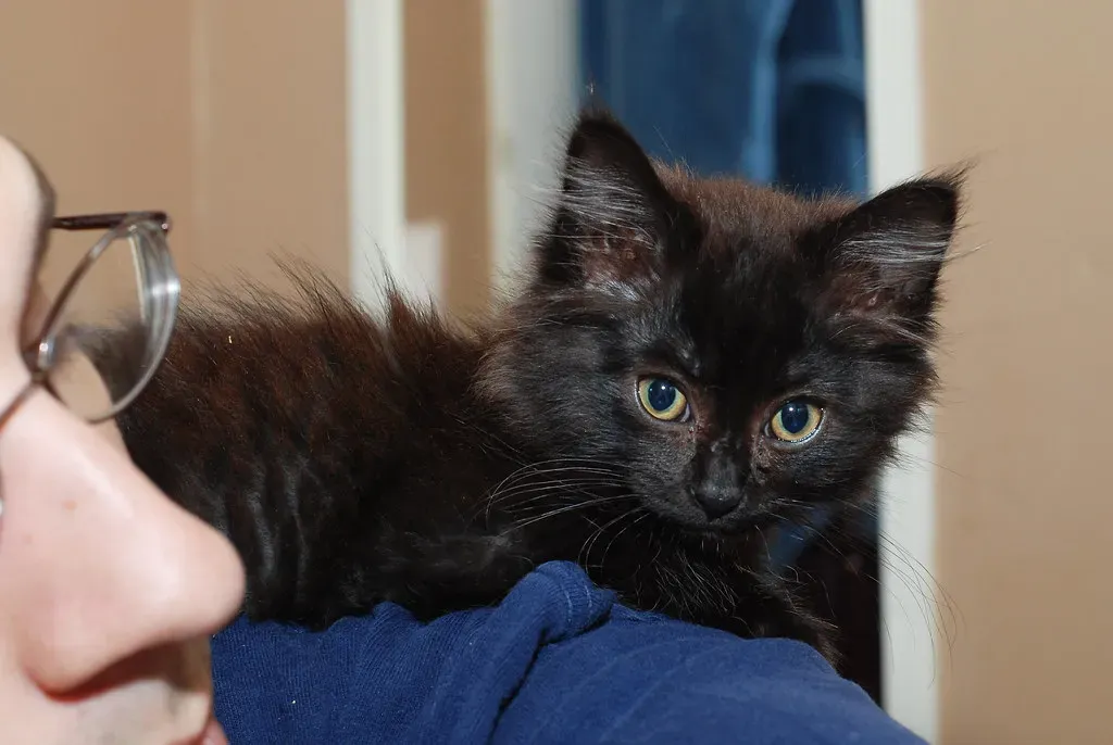 Conclusion: You're More Furniture Than Friend (But That's Okay) (Image Credits: Flickr)