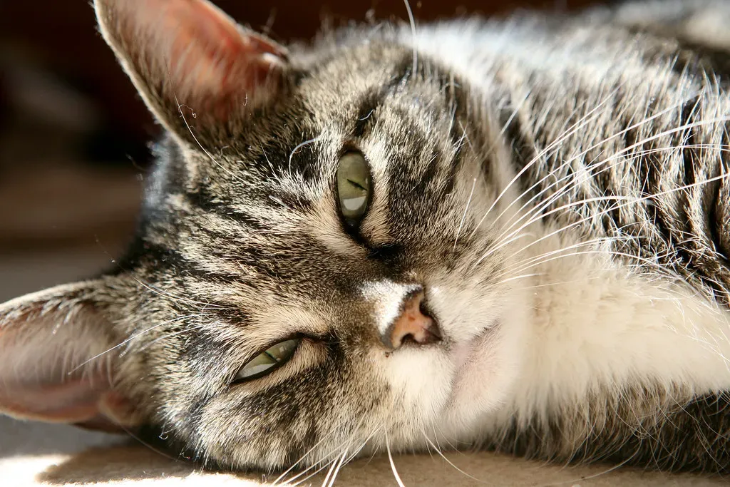 The Surveying Phase: Why Your Cat Keeps Changing Nap Locations (Image Credits: Flickr)