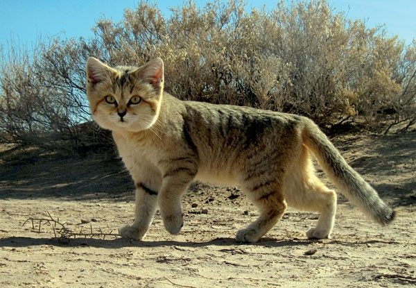 Taurus: The Sand Cat (Image Credits: Wikimedia)