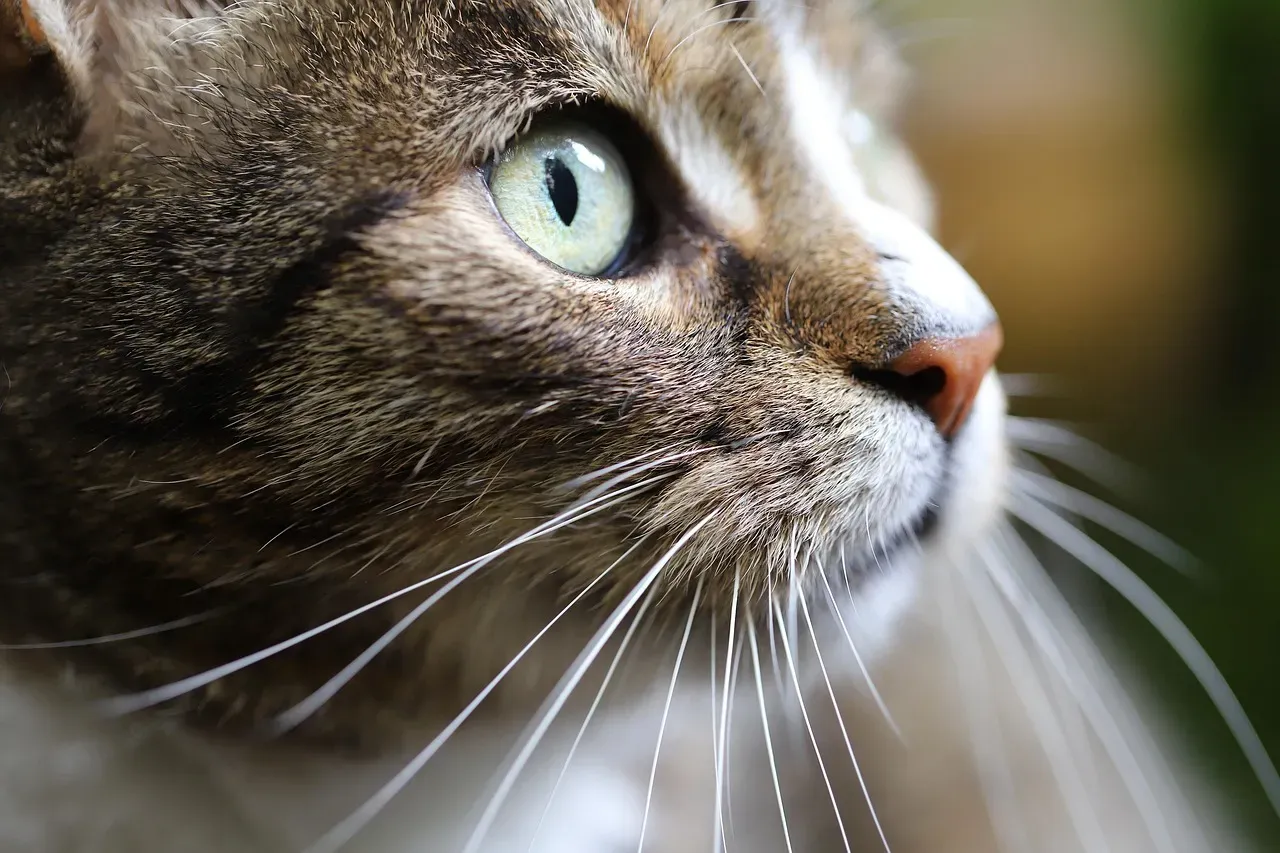 #6 - Cats Don't Purr the Way Most People Think (Image Credits: Pixabay)