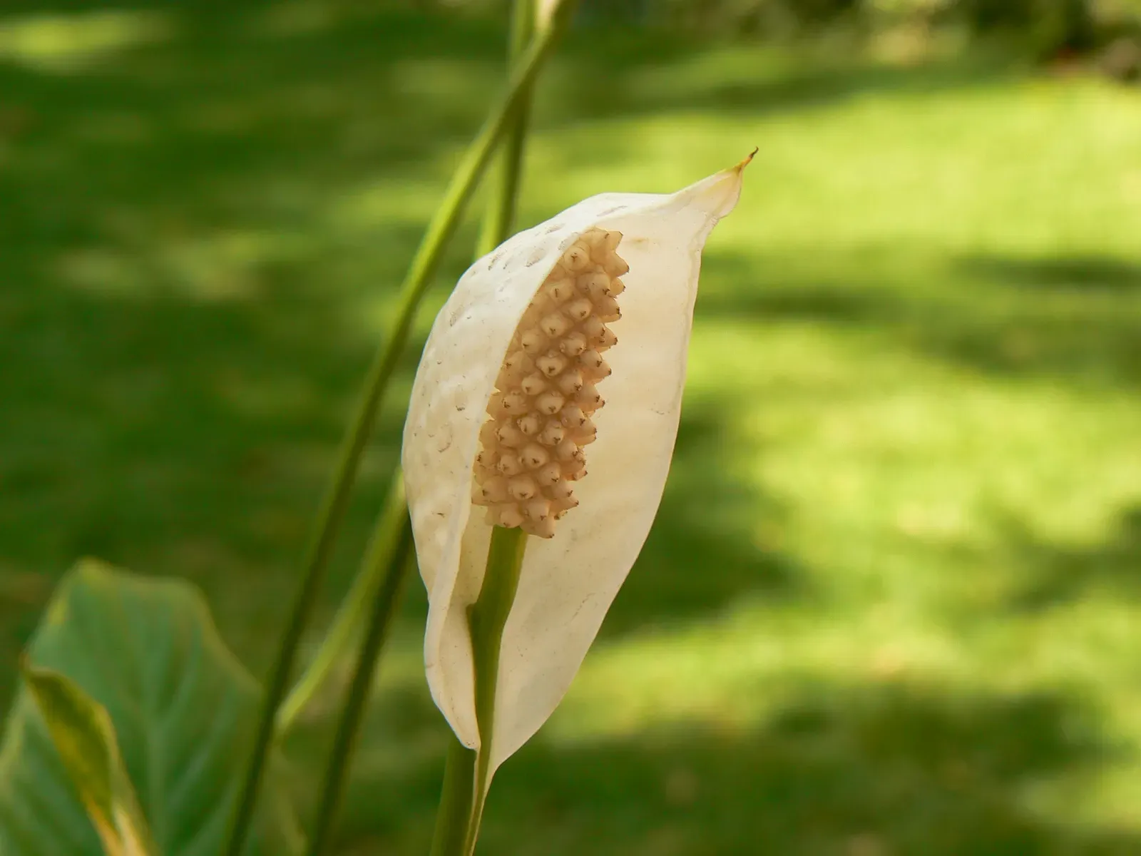 7. Peace Lily: The Innocent-Looking Centerpiece With a Toxic Secret (Image Credits: Wikimedia)