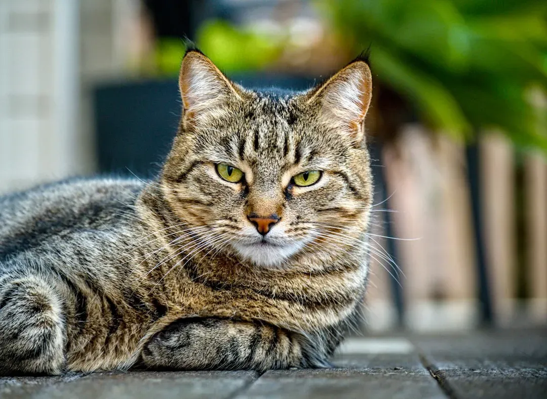 Social Referencing: Your Cat Watches You Before Deciding How to Act (Image Credits: Unsplash)