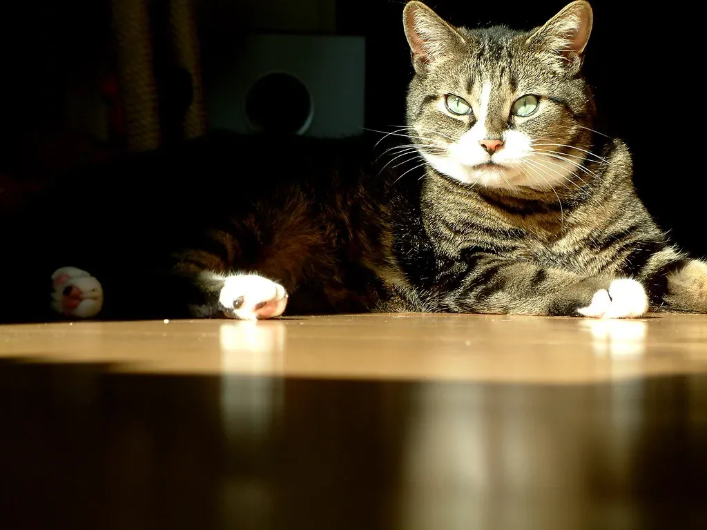 The Vitamin D Myth You Need to Forget (Image Credits: Flickr)