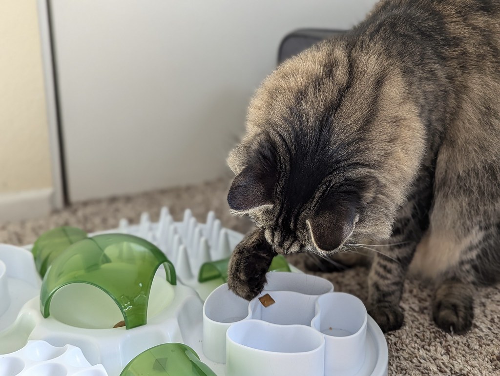 Interactive Puzzle Toys and Feeders (Image Credits: Flickr)