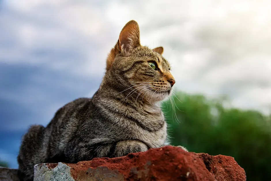 Real Acts of Heroism: When Cats Stepped Up (Image Credits: Pexels)