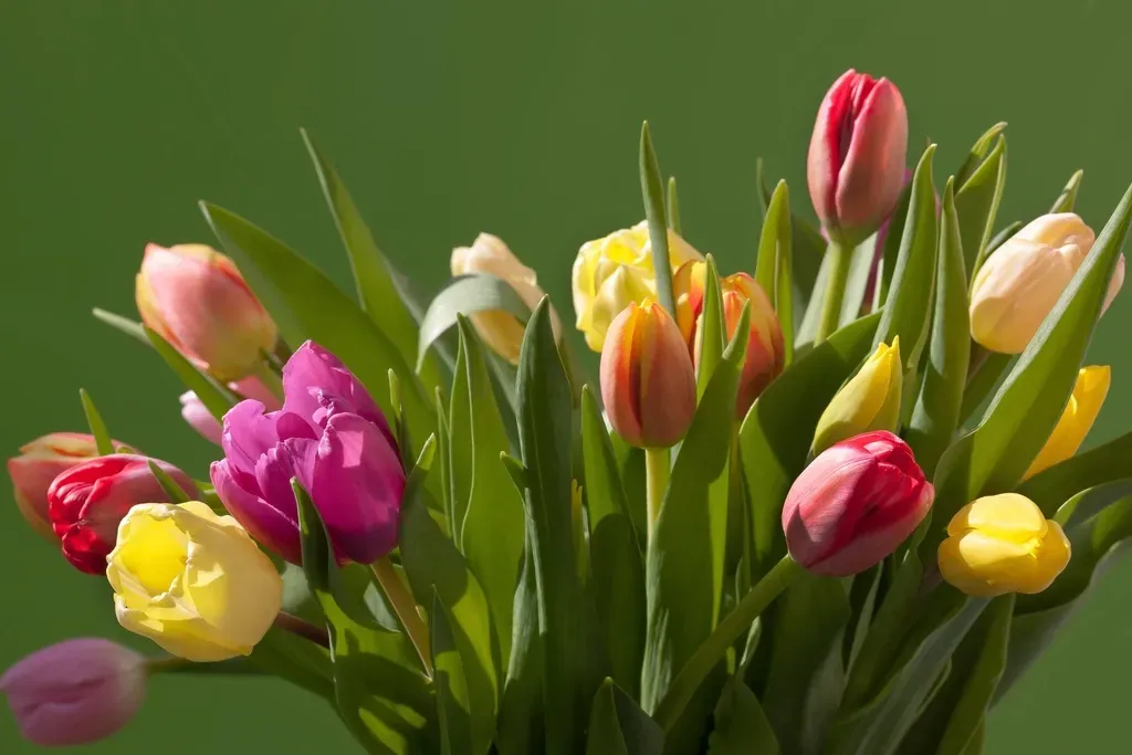 Tulips and Daffodils: Spring Bulbs That Aren't Worth the Risk (Image Credits: Rawpixel)