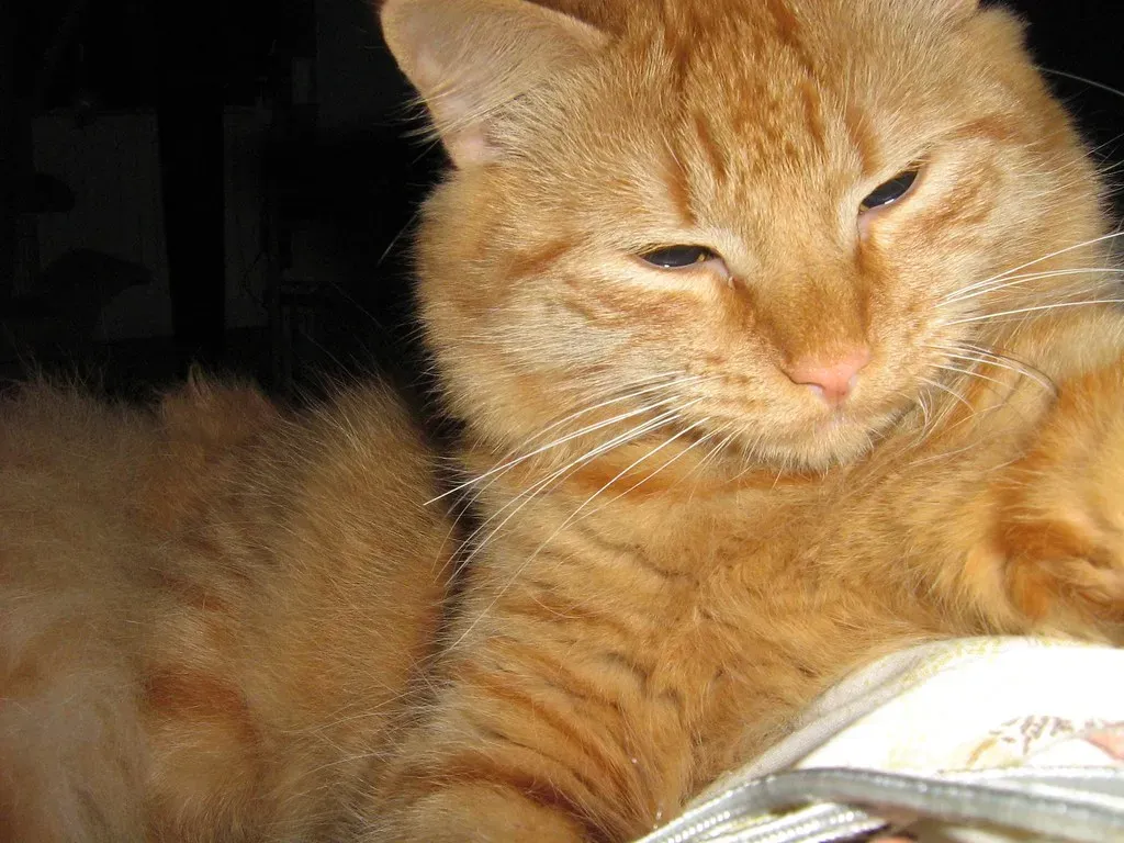 Squinting Can Signal Aggression or Protection (Image Credits: Flickr)