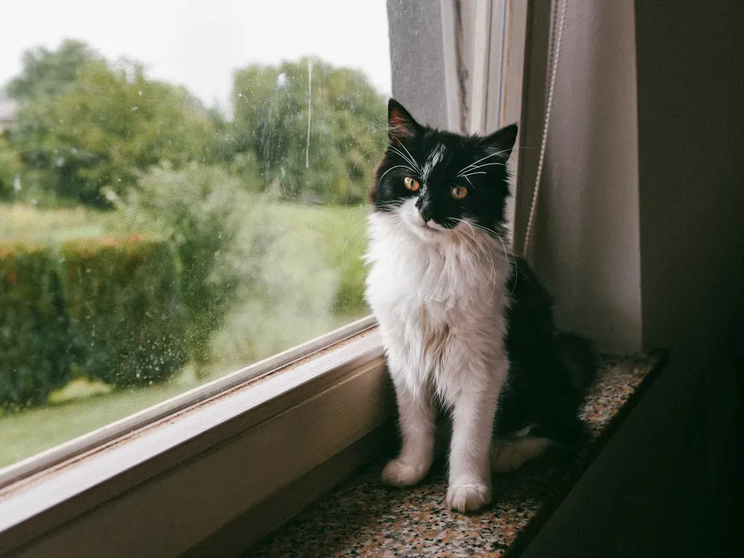 Your Cat Might Actually Outlive Your Next Two Relationships (Image Credits: Unsplash)