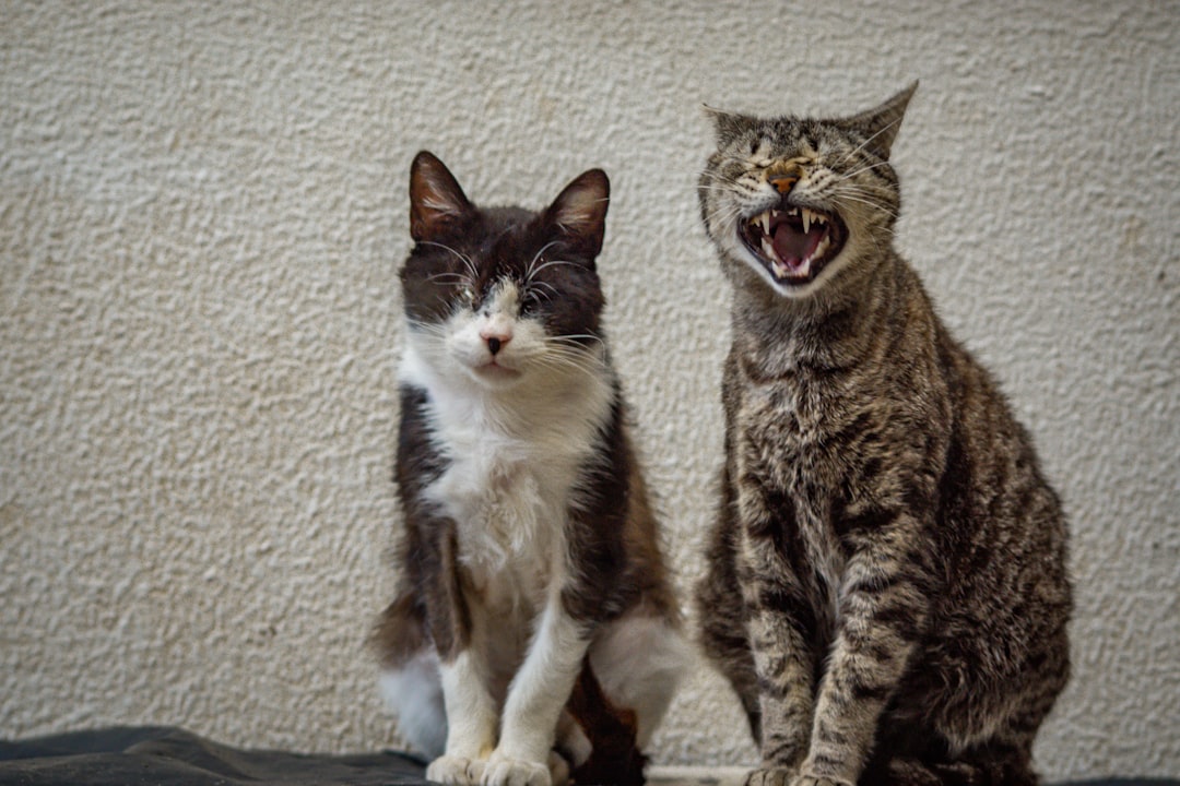 Social Conflicts and Inter-Cat Dynamics (Image Credits: Unsplash)