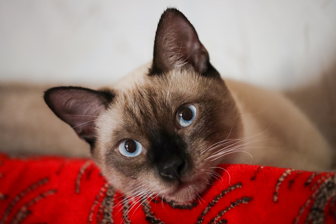 Siamese (Image Credits: Unsplash)