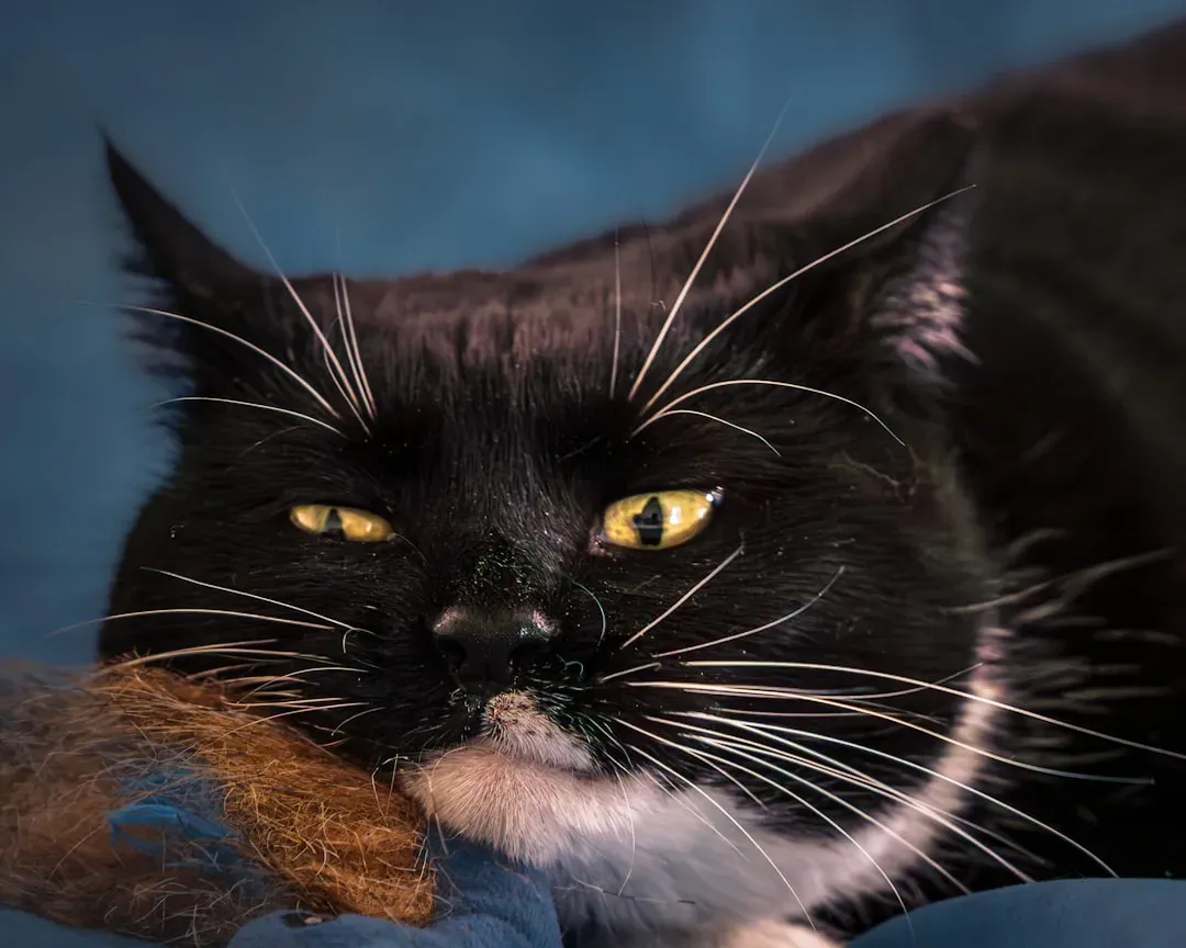 Relaxed Side Whiskers Signal A Content Cat (Image Credits: Unsplash)