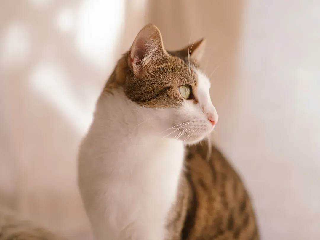 Past Trauma and Experience Shape a Cat's Comfort with Closeness (Image Credits: Unsplash)