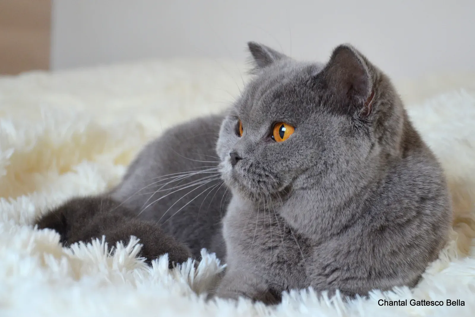 British Shorthair: The Reserved Gentleman Who Sits Beside, Not On (Image Credits: Wikimedia)