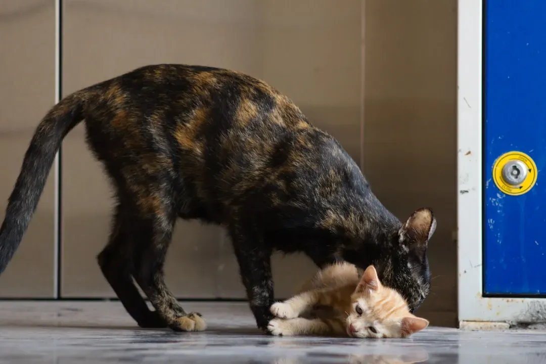 How Mother Cats Pass Down Hunting Skills (Image Credits: Unsplash)