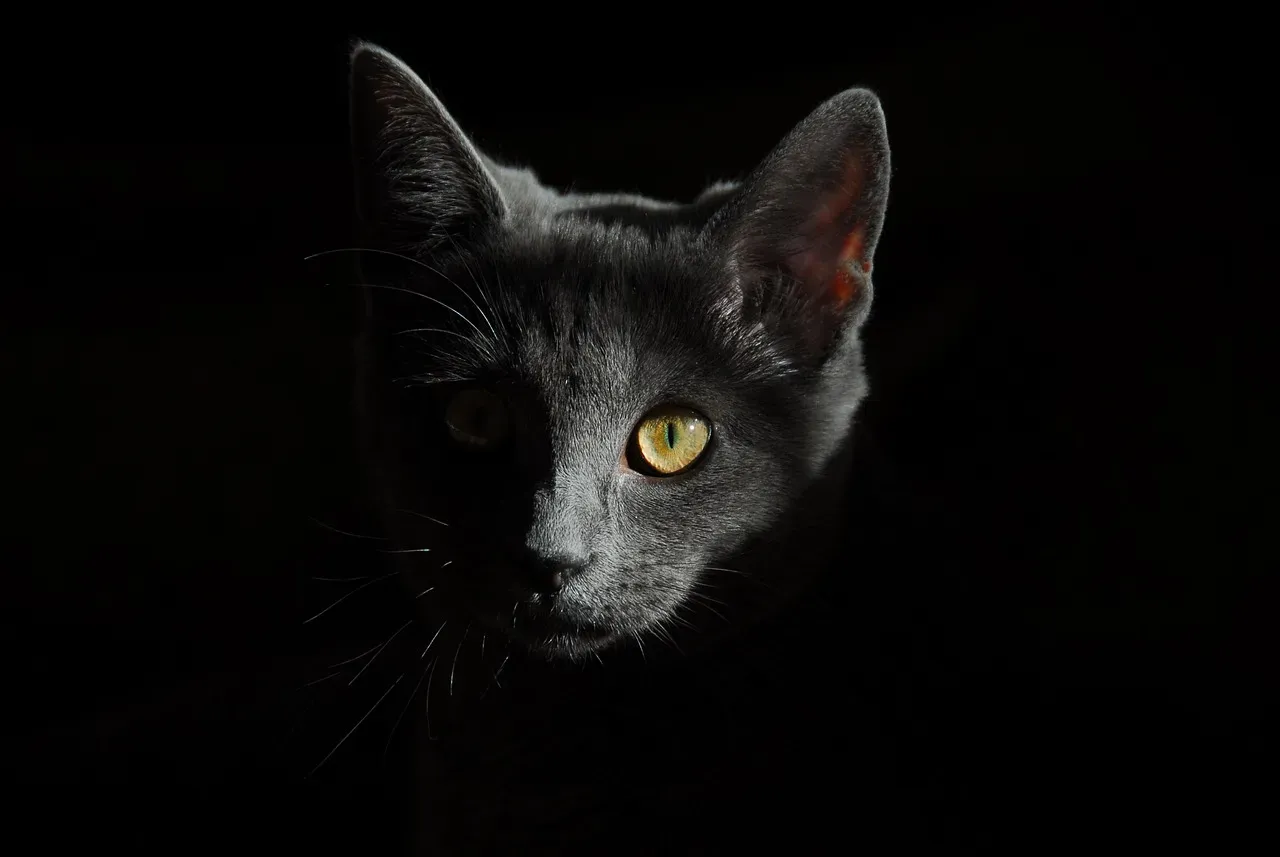 When a Head-Butt Might Signal Something Else (Image Credits: Pixabay)