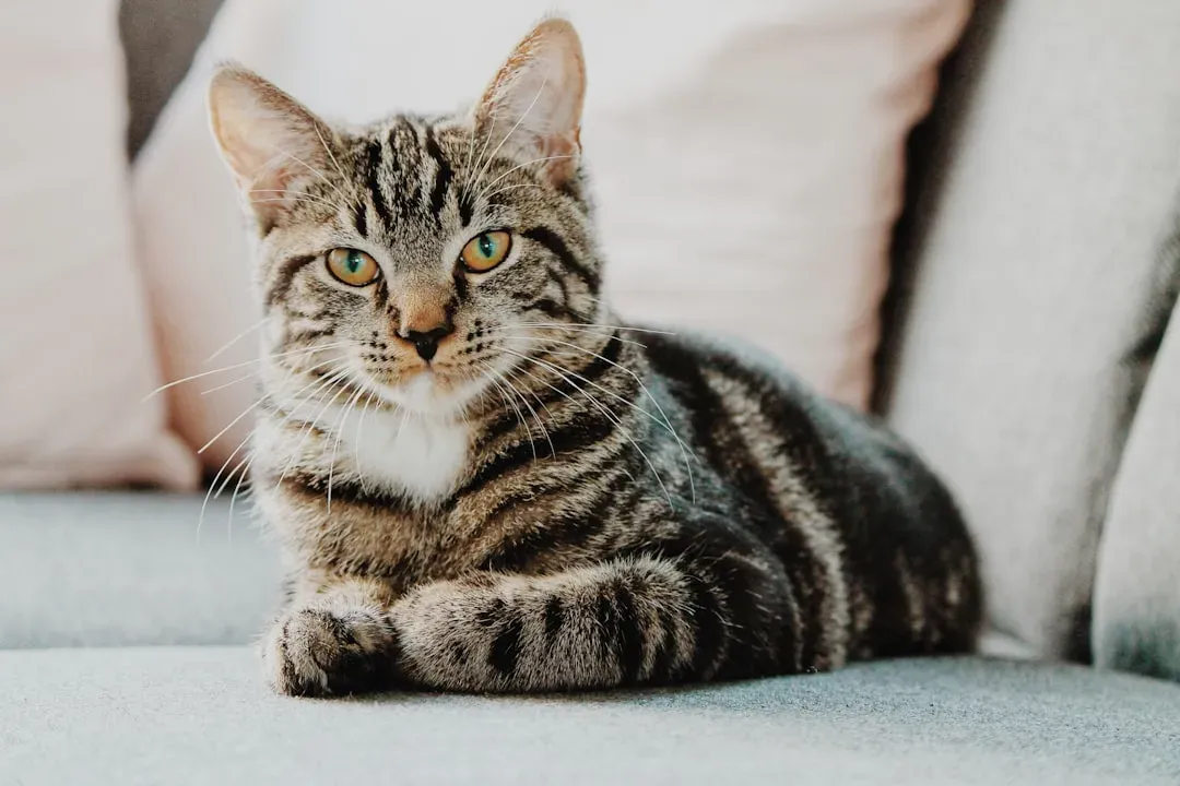 Myth 1: Cats Are Naturally Solitary and Don't Need Social Bonds (Image Credits: Unsplash)