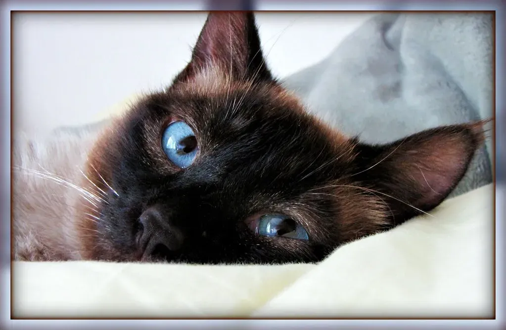 The Siamese: Your Vocal Training Partner (Image Credits: Flickr)