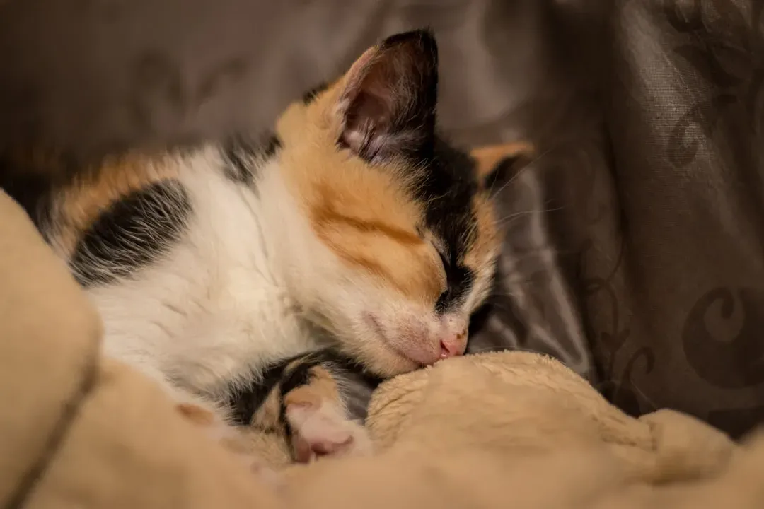 Why Kittens Twitch More Than Adult Cats (Image Credits: Unsplash)