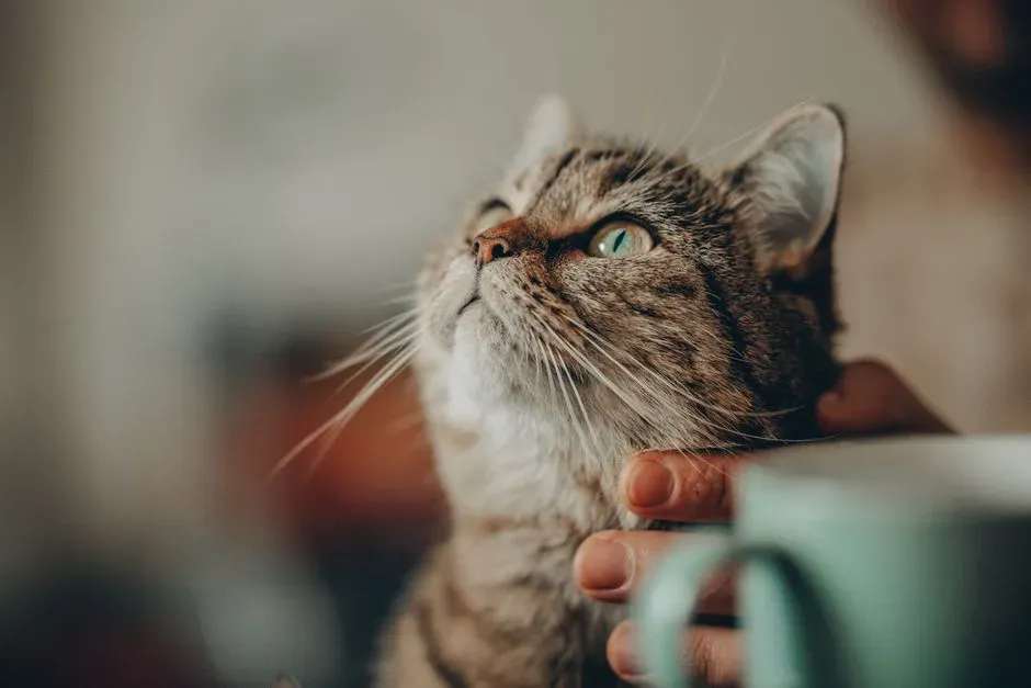 Conclusion: Your Cat Is Not Just Watching You, They Are Partnering With You (Image Credits: Pexels)