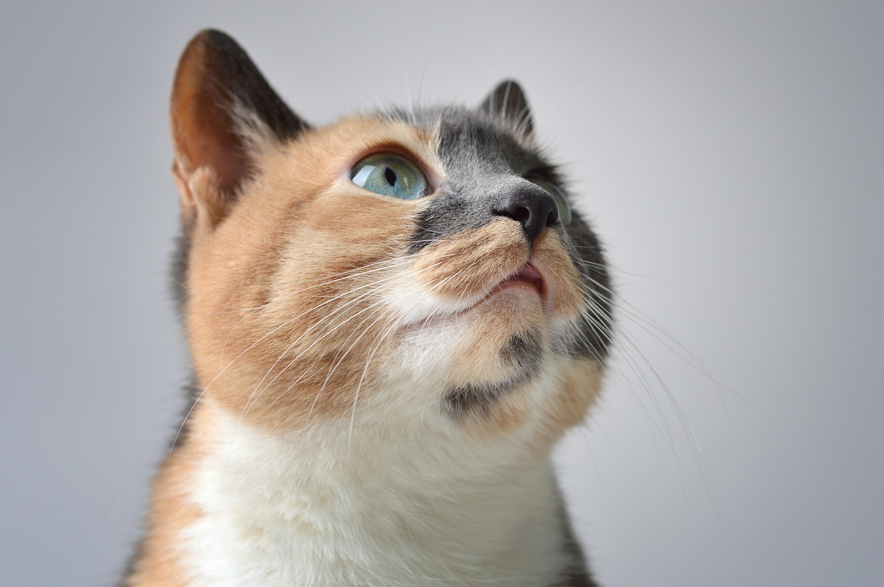 The Genetics Behind Feline Behavior (Image Credits: Pixabay)