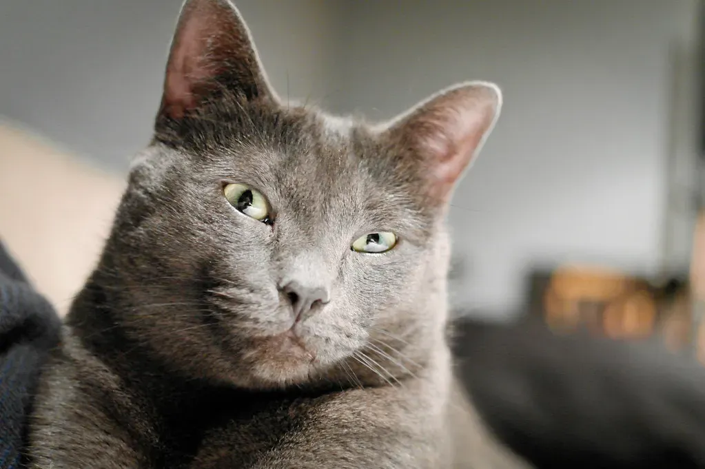 Following You, Sitting Near You, Sleeping on You: The Quiet Language of Feline Love (dyniss, Flickr, CC BY-SA 2.0)