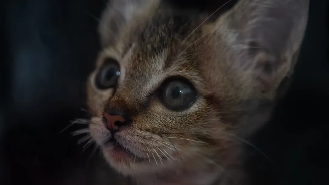 How Kittens Learn to Slow Blink (Image Credits: Unsplash)