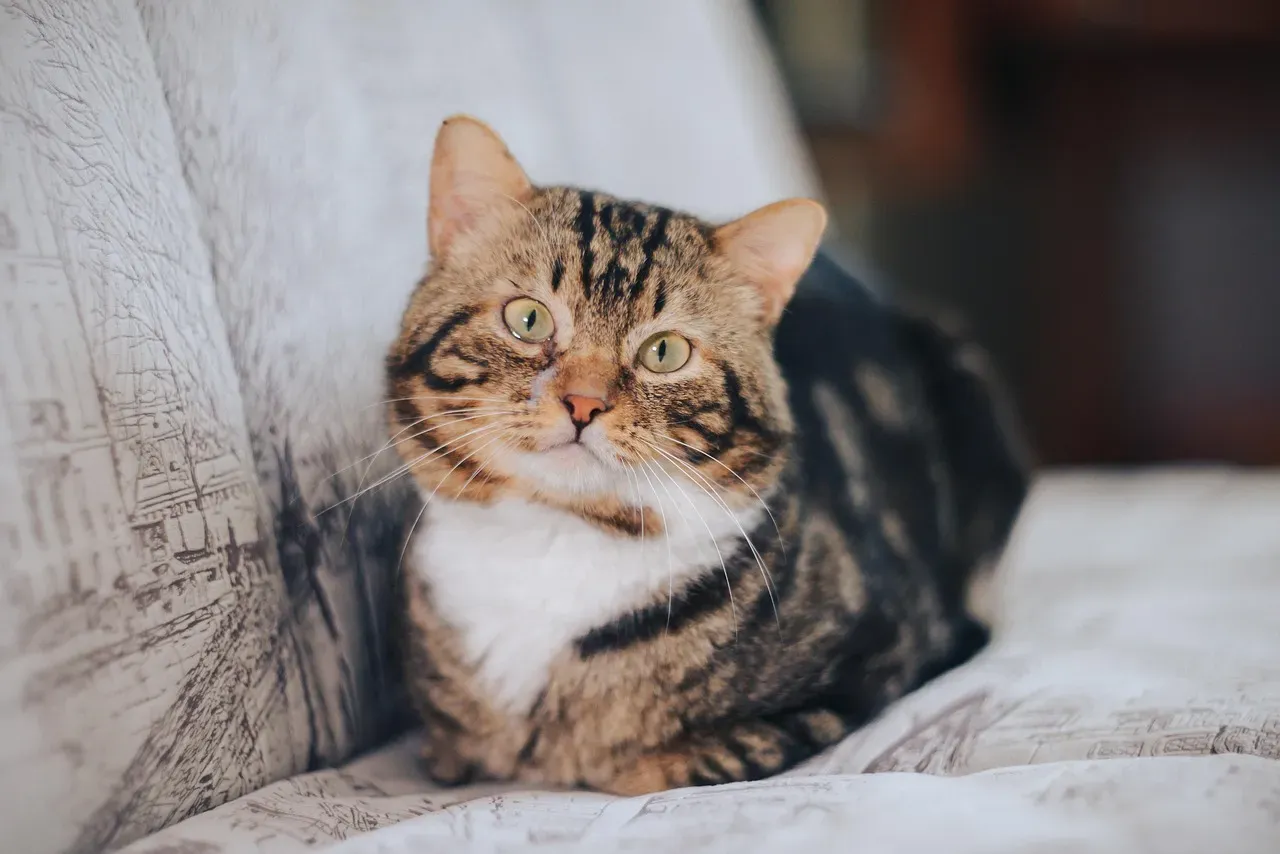 Sound Cues and Environmental Signals Your Cat Has Memorized (Image Credits: Pixabay)