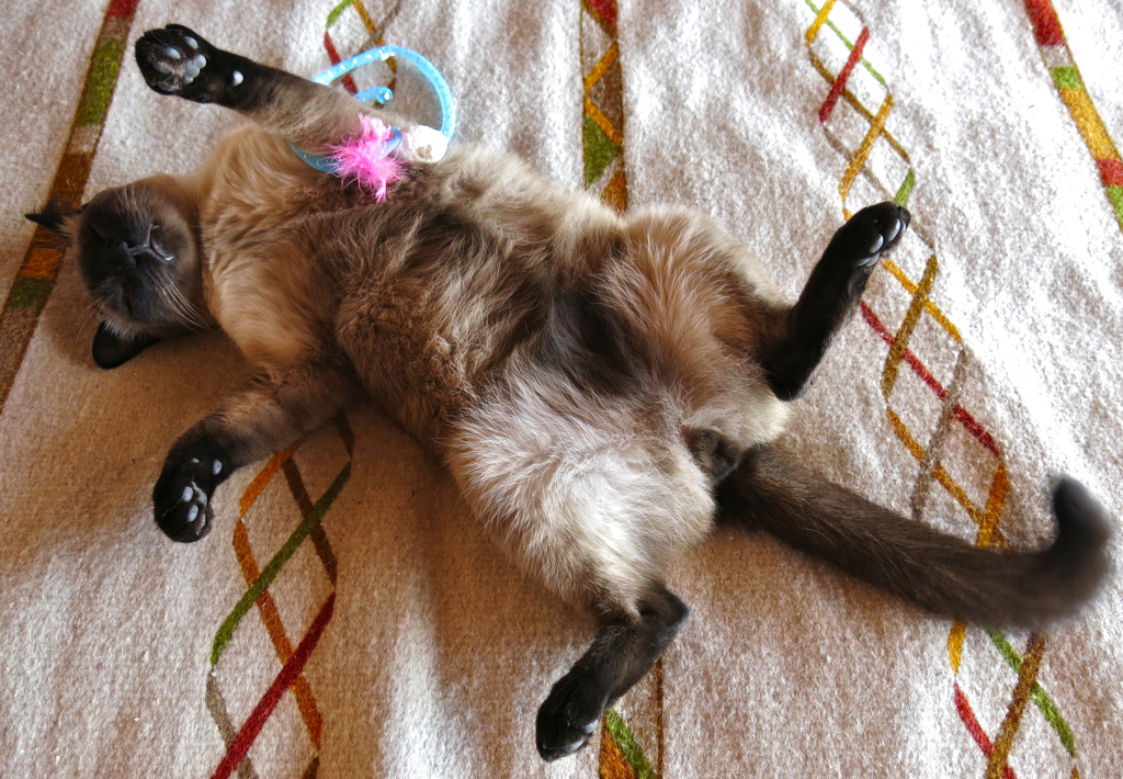 Their Remarkable Ability to Self-Entertain (Image Credits: Flickr)