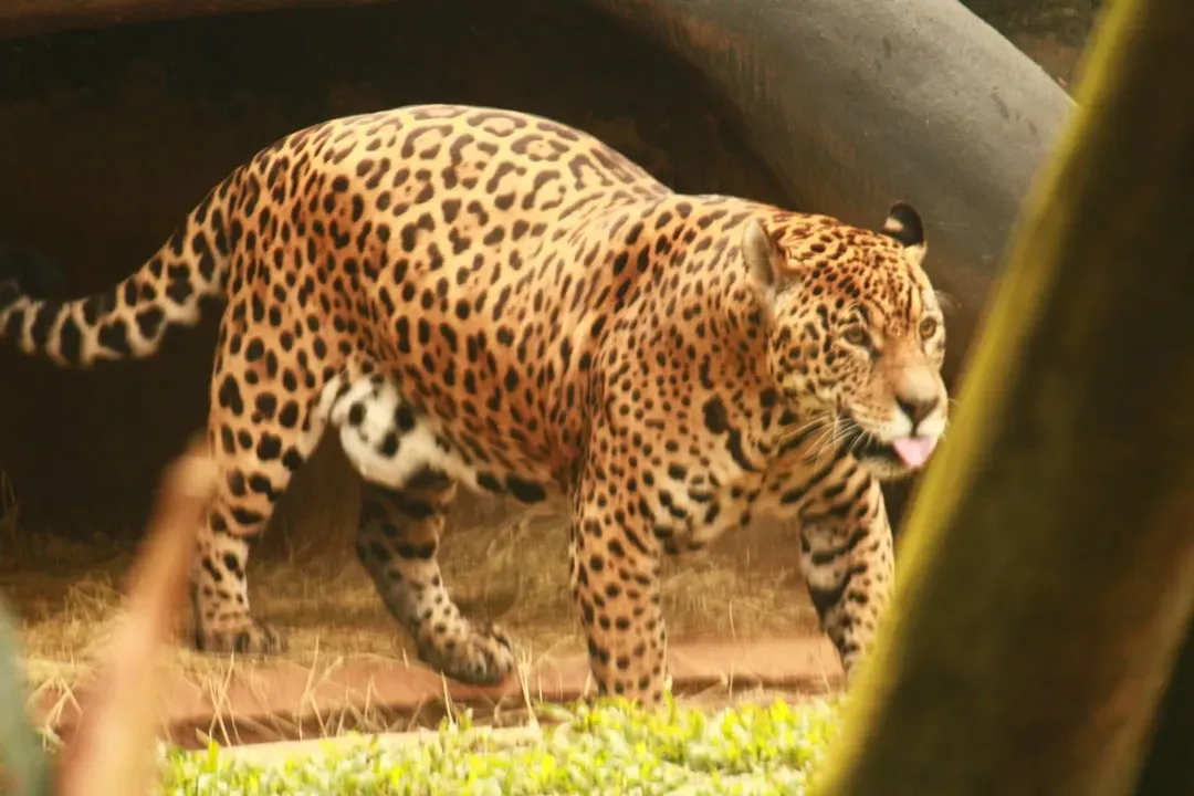 What Stands Between Jaguars and Recovery (Image Credits: Unsplash)
