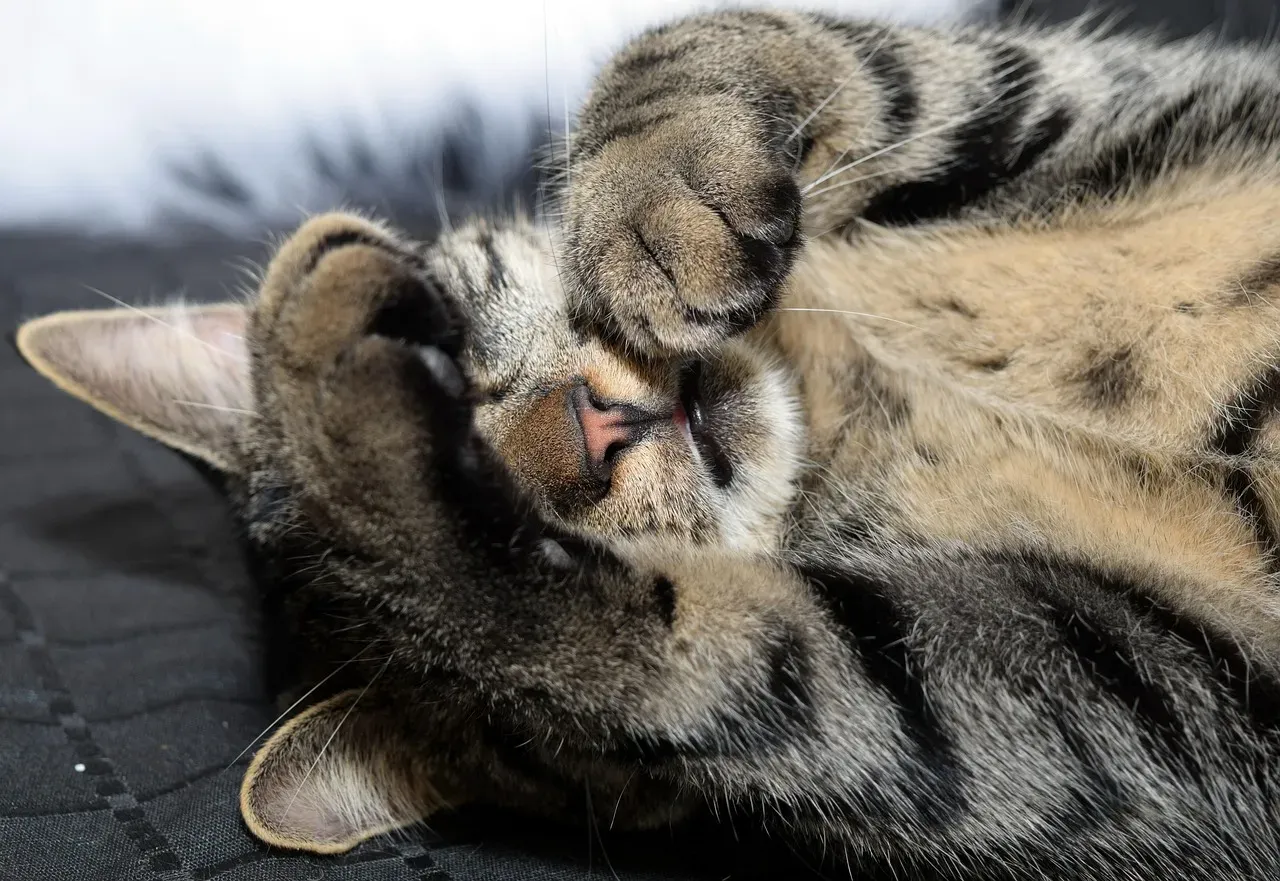 Paws Over the Face: Warmth, Privacy, and a Little Do-Not-Disturb Energy (Image Credits: Pixabay)