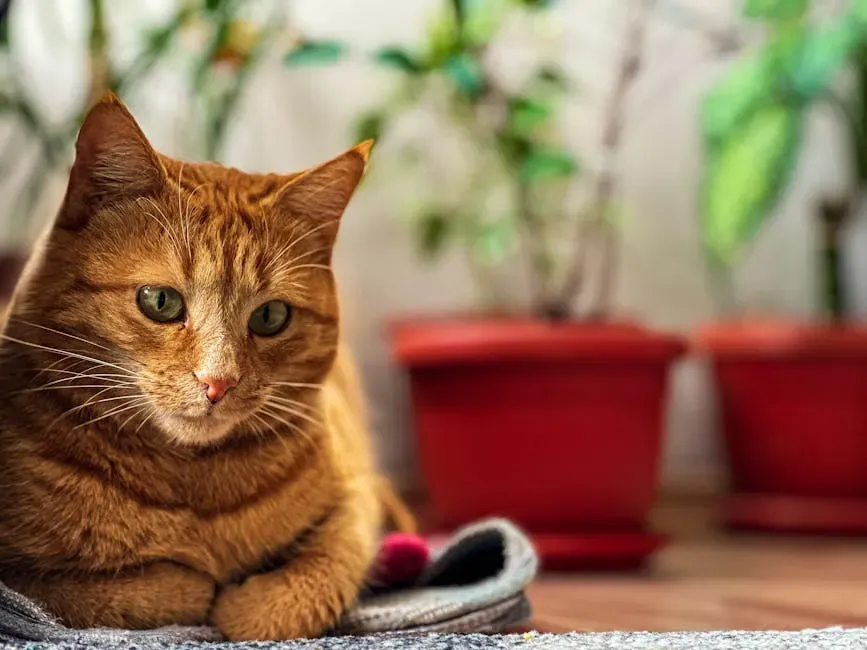 What You Can Do to Help Your Cat Cope (Image Credits: Pexels)