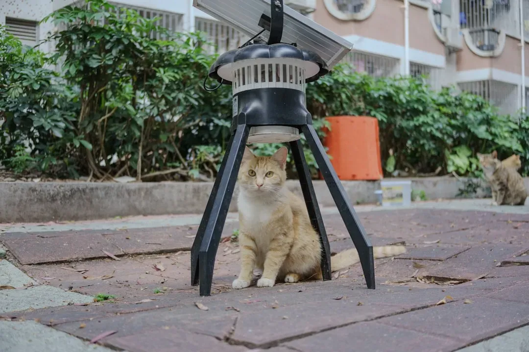 Conclusion: Are You Ready for the Commitment? (Image Credits: Unsplash)