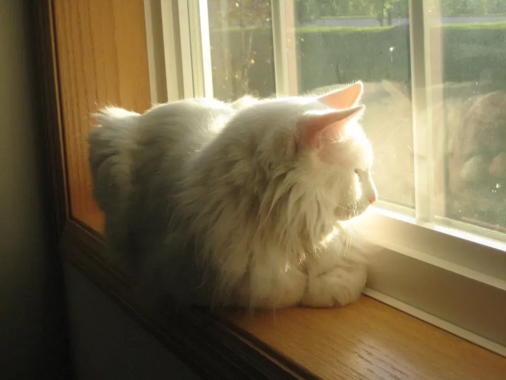 Near Heat Sources (Image Credits: Flickr)