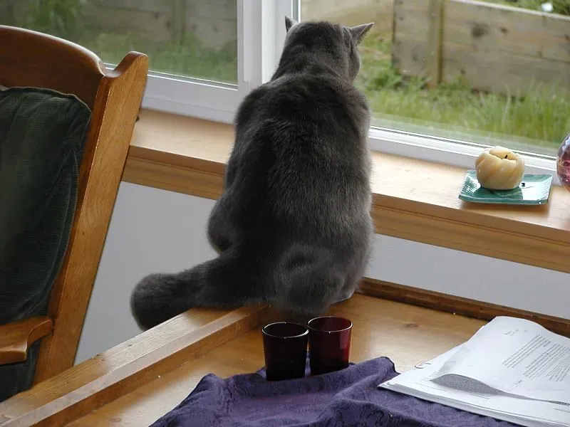 The Puffed Tail: Maximum Alarm Mode (Image Credits: Flickr)