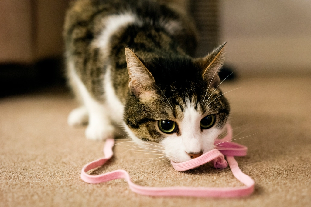 String, Yarn, and Ribbon: The Hidden Strangulation Hazard (Image Credits: Rawpixel)