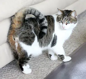 #19 LaPerm Longhair (By Karikdickinson, CC BY 3.0)