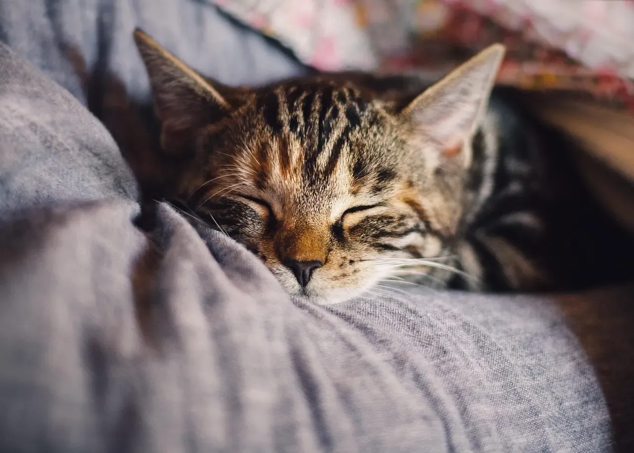 #5 Sleeping near you, or directly on you (Image Credits: Pixabay)