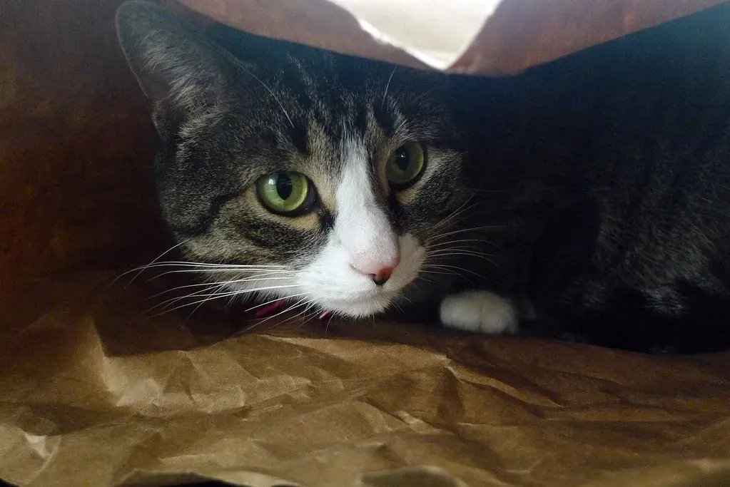 Paper Bags (Image Credits: Flickr)