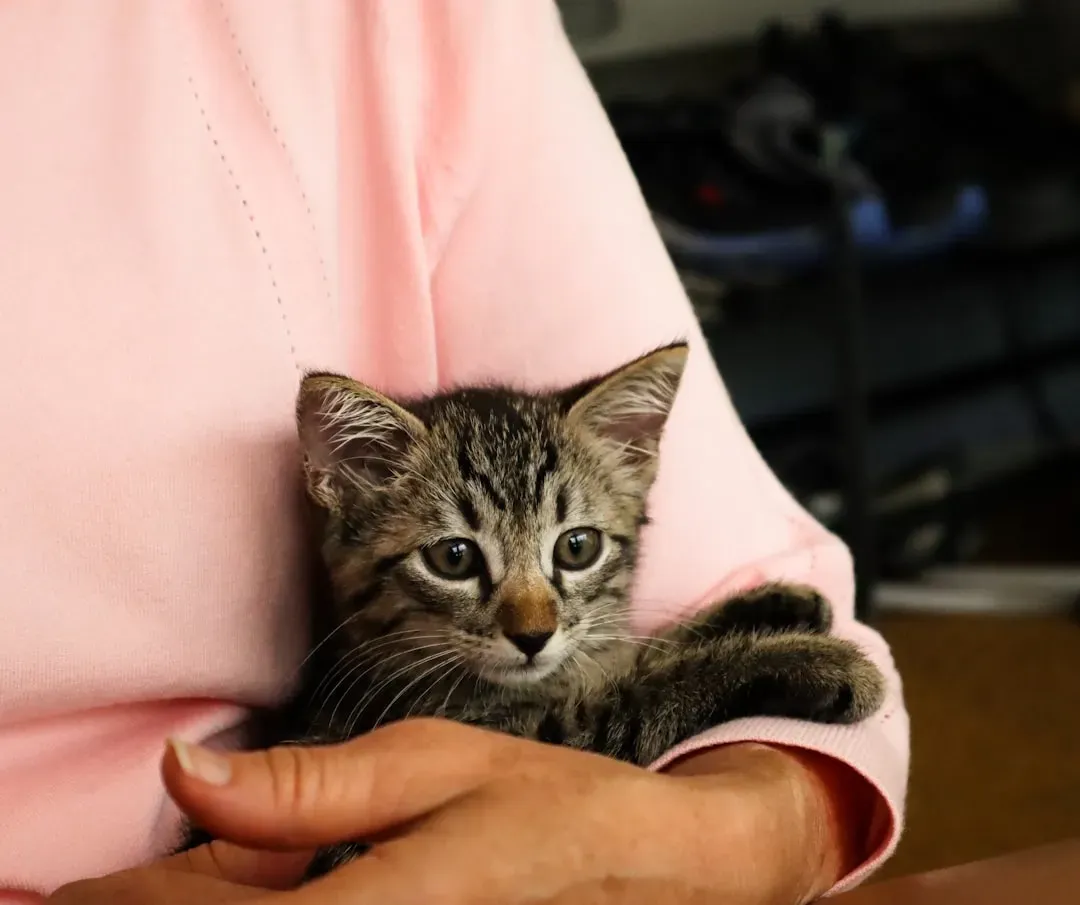 It Starts Earlier Than You Think: The Kitten Socialization Window (Image Credits: Unsplash)