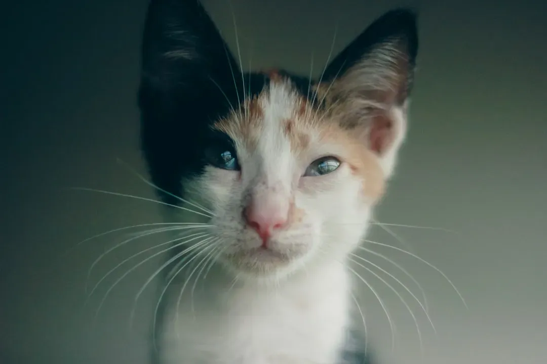 Ear Position and Whiskers Are a Constant Emotional Broadcast (Image Credits: Unsplash)