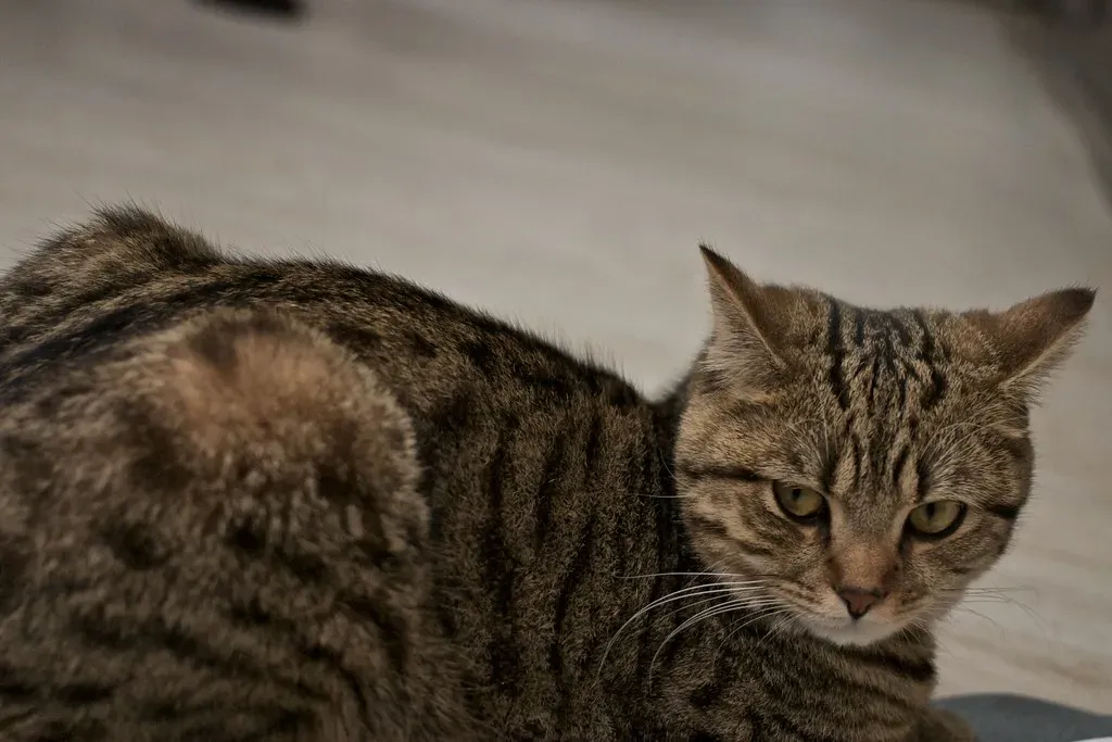 Purring Is a Cat's Built-In Self-Healing Superpower (ecodallaluna, Flickr, CC BY-SA 2.0)