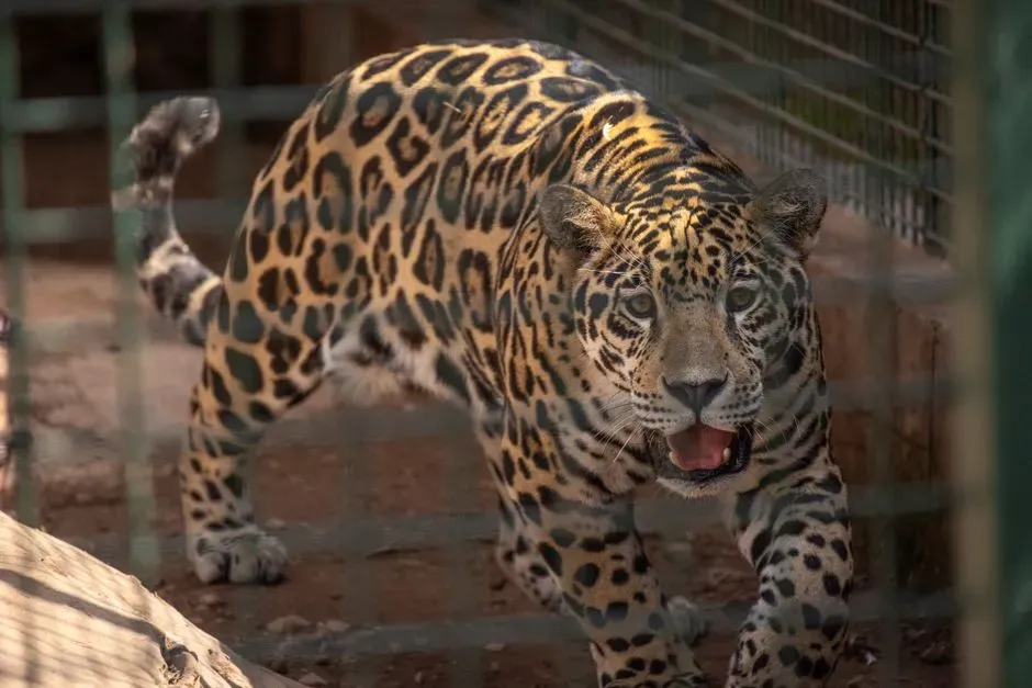 #1. Their bite is the strongest of any big cat, pound for pound (Image Credits: Pexels)